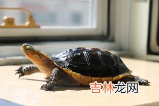 乌龟是保护动物吗,乌龟是国家保护动物吗