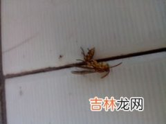 被蜜蜂蛰了眼睛怎么消肿,被蜜蜂蛰到眼角肿的厉害怎么办