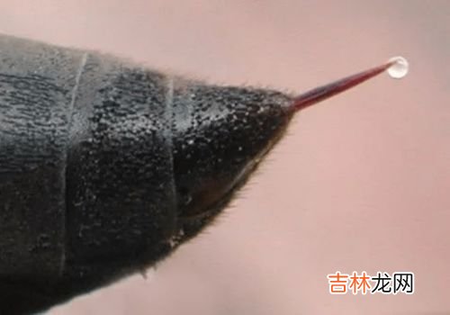 被蜜蜂蛰了眼睛怎么消肿,被蜜蜂蛰到眼角肿的厉害怎么办