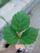 爬山虎是什么,爬山虎象征着什么？