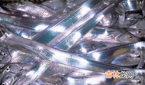 带鱼为什么一出水后就会死掉,带鱼真的一出水就会自爆吗?带鱼真的出水就会死吗?