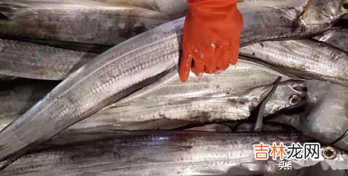 带鱼为什么一出水后就会死掉,带鱼真的一出水就会自爆吗？带鱼真的出水就会死吗？