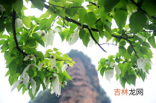 芦花的寓意和象征,芦花的寓意是什么意思