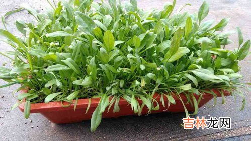 过冬的菠菜冬天用盖上吗,种菠菜需要盖地膜吗?