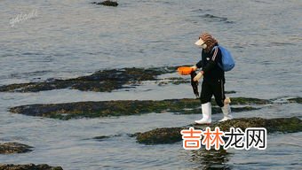 青岛赶海去哪里比较好,红石崖赶海的最佳位置