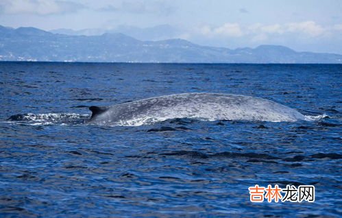 世界上最大的海是什么海,世界上最大的海