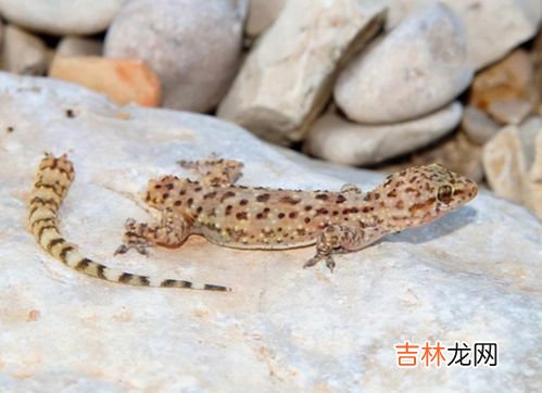 壁虎对人有害吗,壁虎对人有害吗，伤人吗?