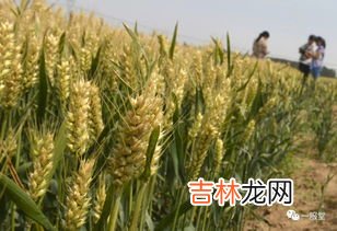 储存小麦生虫用什么药,粮食仓库生虫子用什么药