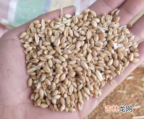 储存小麦生虫用什么药,粮食仓库生虫子用什么药