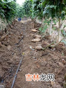 葛根产地哪里正宗,福州哪里可以买到葛根粉？