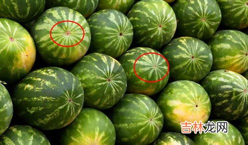选西瓜的窍门,挑选西瓜的方法