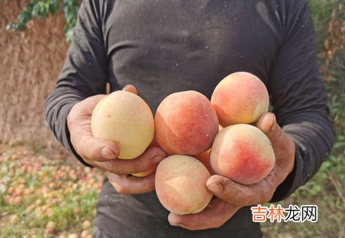毛桃的毛能吃吗,毛桃的毛是干什么的