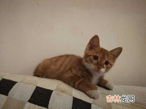 可以快递猫吗,邮寄宠物猫用什么快递