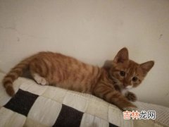 可以快递猫吗,邮寄宠物猫用什么快递