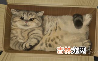 可以快递猫吗,邮寄宠物猫用什么快递