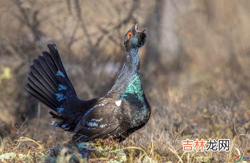 野鸽子是几级保护动物,野鸽子属野生动物吗?