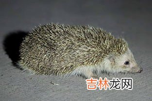 刺猬属于什么类动物,刺猬属于什么类动物?