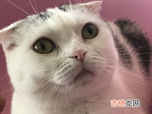 猫的特征和特点描写,猫的特点和生活特征
