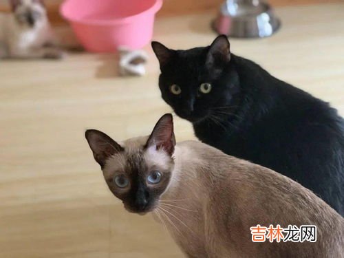 猫的特征和特点描写,猫的特点和生活特征