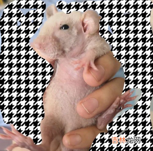 怎样区分老鼠和花枝鼠,花枝鼠和老鼠的区别