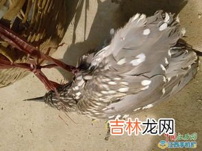 松鼠是幾級保護動物,松鼠是不是國家保護動物？