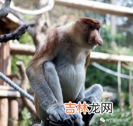 松鼠是几级保护动物,松鼠是不是国家保护动物?