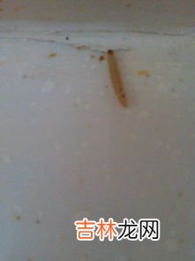 怎样能让米不生虫子,防止大米生虫的方法有哪些？
