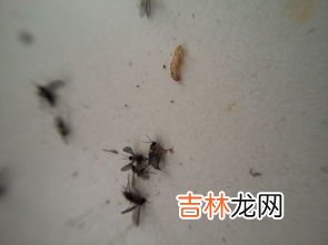 怎样能让米不生虫子,防止大米生虫的方法有哪些？