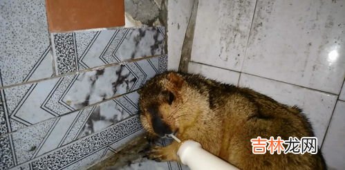 土拨鼠会冬眠吗,旱獭和土拨鼠的区别