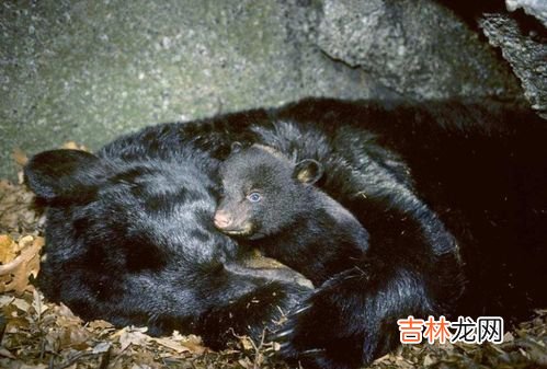 土拨鼠会冬眠吗,旱獭和土拨鼠的区别