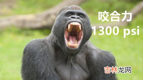 大猩猩有尾巴吗,猩猩有尾巴吗?