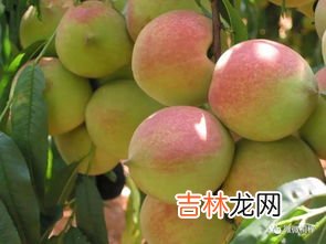 怎么防止去皮水蜜桃氧化,水蜜桃怎么保存时间长 水蜜桃的保存方法