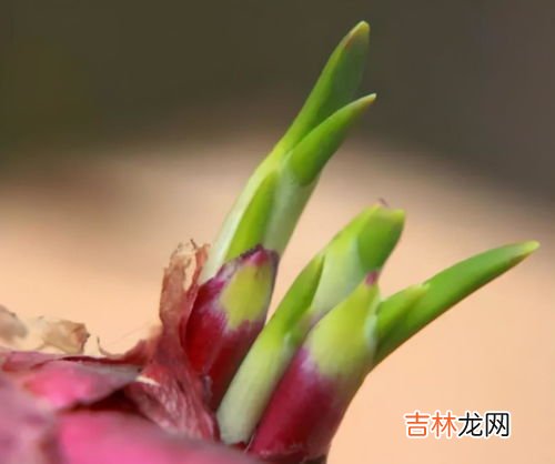 姜发芽变绿了还能吃吗,姜发芽变绿了还能吃吗 姜发芽变绿了还能不能吃