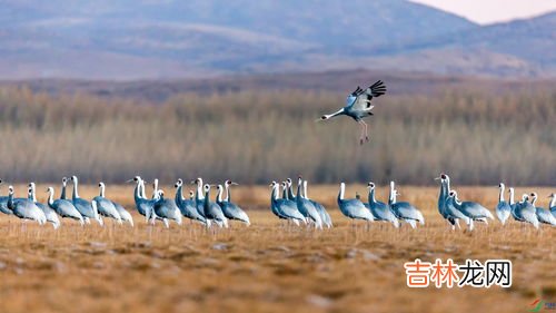 成群结队的动物,成群结队比喻什么动物