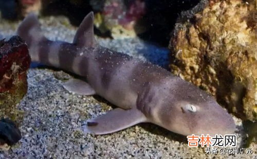 七海脆脆鲨是什么梗,nanami什么意思?