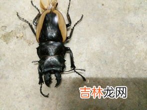 锹甲虫是国家保护动物吗,一只锹甲虫能卖多少钱？