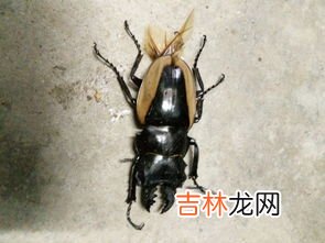 锹甲虫是国家保护动物吗,一只锹甲虫能卖多少钱？