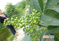 鲜青花椒怎样保鲜储存,青花椒怎么存放好