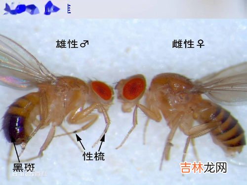 飞蛾一般把卵产在哪里,飞蛾的卵产在水里吗?