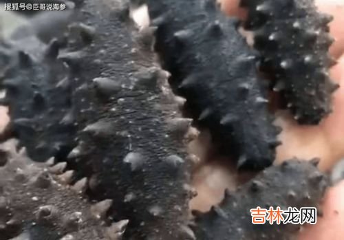 野生海参与养殖海参的五大区别,野生海参与养殖海参的五大区别