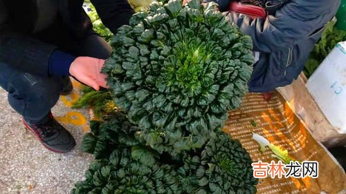11月吃什么蔬菜的季节,夏季时令菜有哪些?