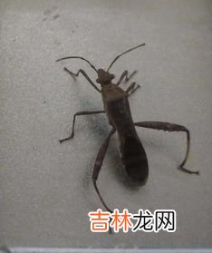 蝙蝠是昆虫吗,蝙蝠是属于哪类生物啊？