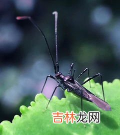 蝙蝠是昆虫吗,蝙蝠是属于哪类生物啊？