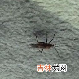 蝙蝠是昆虫吗,蝙蝠是属于哪类生物啊？