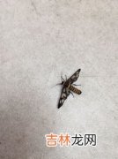 蝙蝠是昆虫吗,蝙蝠是属于哪类生物啊？