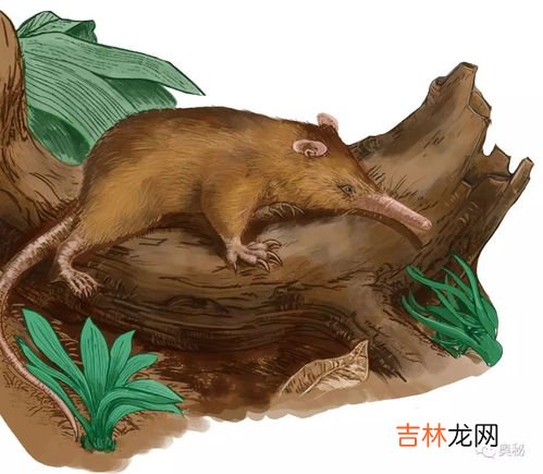 什么是哺乳动物,哺乳动物包括什么动物