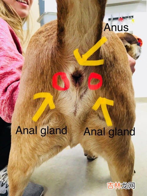 什么是哺乳动物,哺乳动物包括什么动物