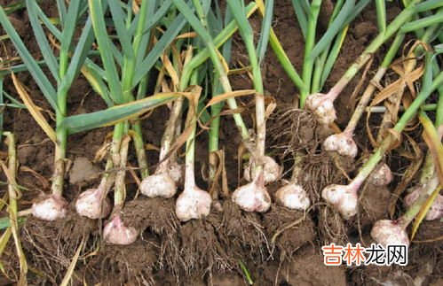 大蒜能在低温多少条件下过冬,大蒜怕冻吗?