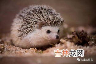 蝙蝠怕什么气味和东西,蝙蝠怕什么味道