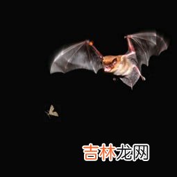 蝙蝠怕什么气味和东西,蝙蝠怕什么味道